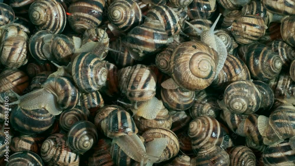 A group of food snails. Background of live snails. Top view – 4K / 60fps A group of food snails. Background of live snails. Top view – 4K / 60fps