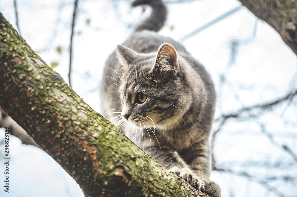 Gray tabby kitten balances on a branch and looks away
