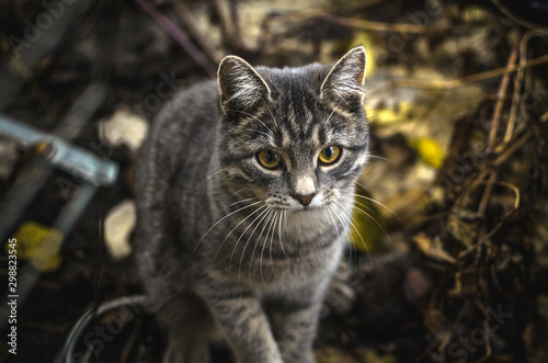 Gray tabby kitten in a dry backyard