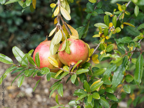 Punica granatum |  Grenades en forme de grosses baies pulpeuses teintées de jaune, rouge grenadine et orange, fruit du grenadier commun ou grenadier à fruits photo