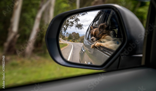 og sticks head out of car window