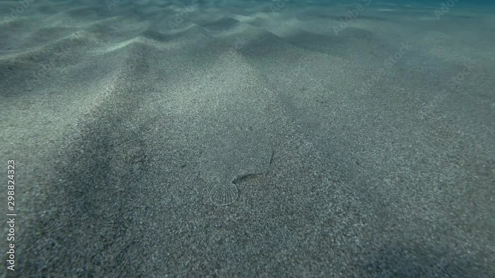Flounder slowly swim along the sandy bottom. Movement forward. Wide-eyed Flounder (Bothus podas) Underwater shot. Mediterranean Sea, Europe. Flounder slowly swim along the sandy bottom. Movement forward. Wide-eyed Flounder (Bothus podas) Underwater shot. Mediterranean Sea, Europe.
