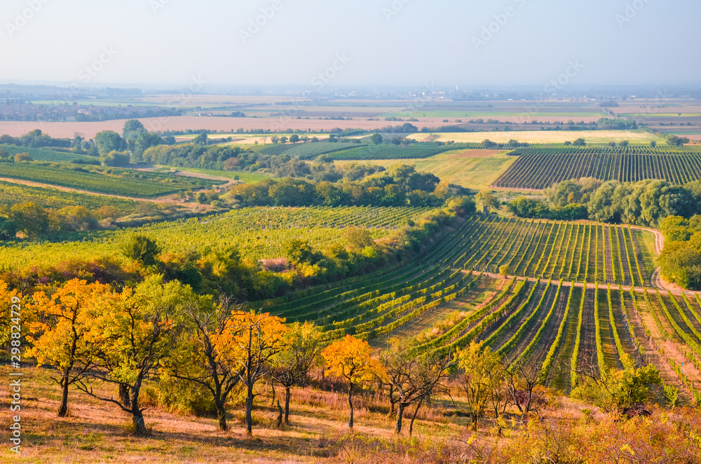 Colorful fall landscape with autumn trees and rows of vineyards photographed by Velke Bilovice, South Moravia, Czech Republic. Autumn colors, Czech landscapes. Viticulture in Czechia