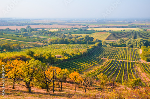 Colorful fall landscape with autumn trees and rows of vineyards photographed by Velke Bilovice  South Moravia  Czech Republic. Autumn colors  Czech landscapes. Viticulture in Czechia