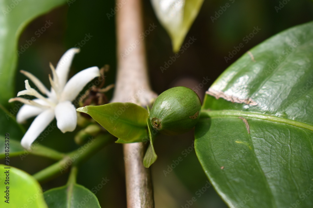 Picture of a coffee plant with a flower and a cherry/berry that will become an excellent coffee. Picture of a coffee plant with a flower and a cherry/berry that will become an excellent coffee.