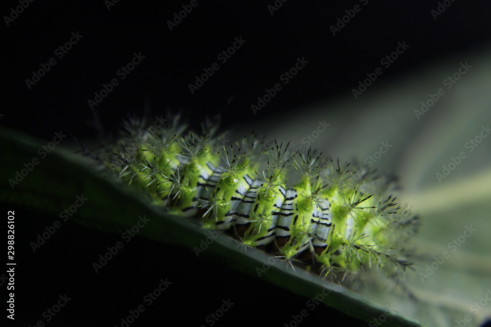 Naklejka premium caterpillar on a leaf