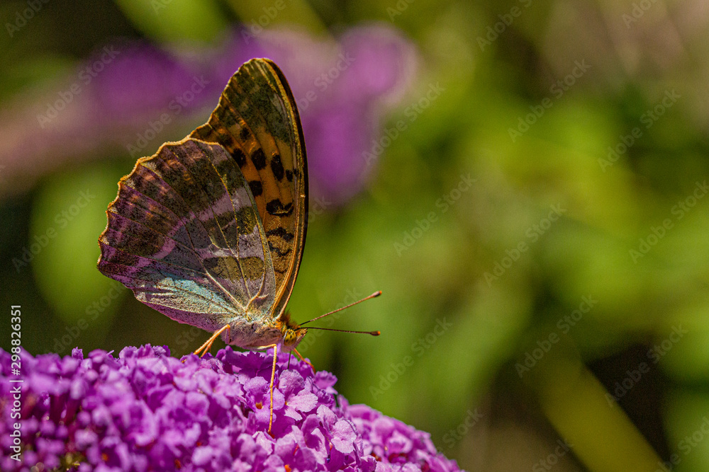 Fototapeta premium Nature