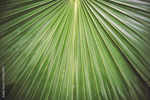 Texture of a green leaf of palm