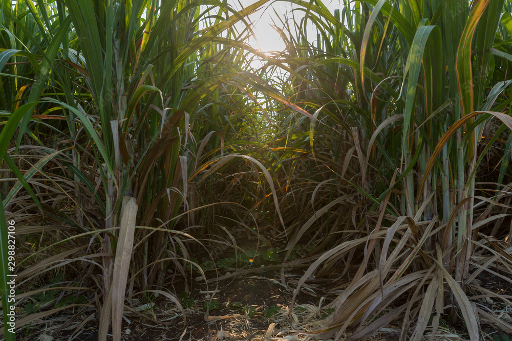 Sunset over sugar cane field. Road in Sugarcane farm and Sunrise. Sugarcane, agriculture economy. sugar cane fields, Sunset over sugar cane field. Road in Sugarcane farm and Sunrise. Sugarcane, agriculture economy. sugar cane fields,