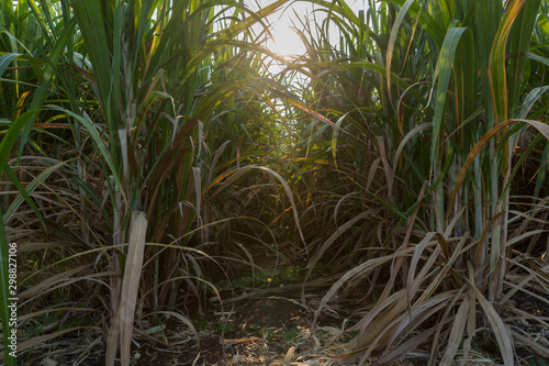 Sunset over sugar cane field. Road in Sugarcane farm and Sunrise. Sugarcane  agriculture economy. sugar cane fields 