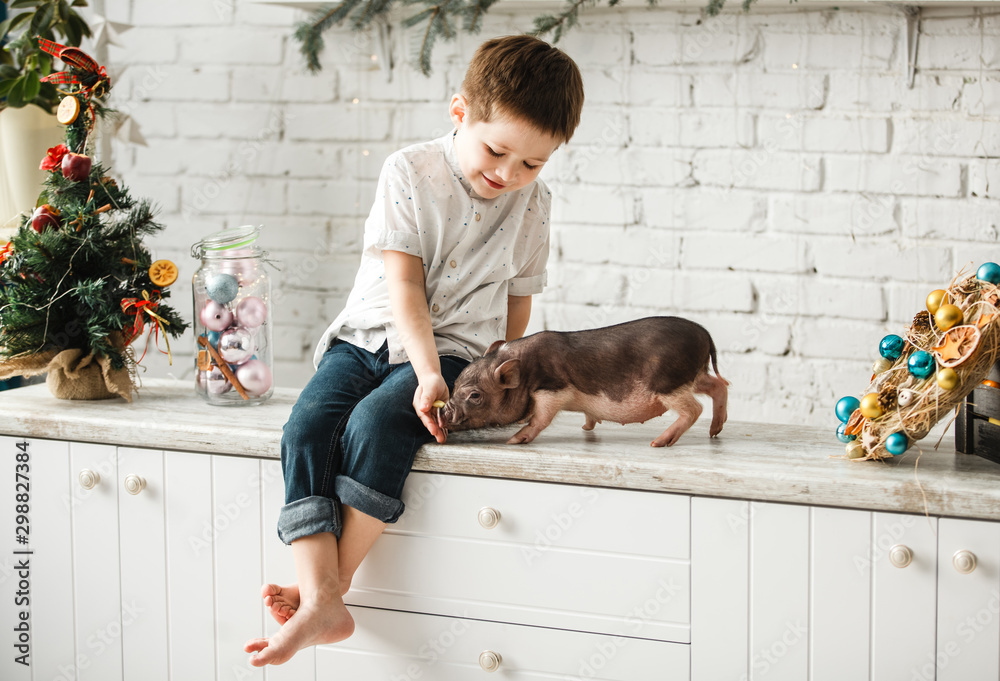 Boy playing with a mini pig in christmas decoration