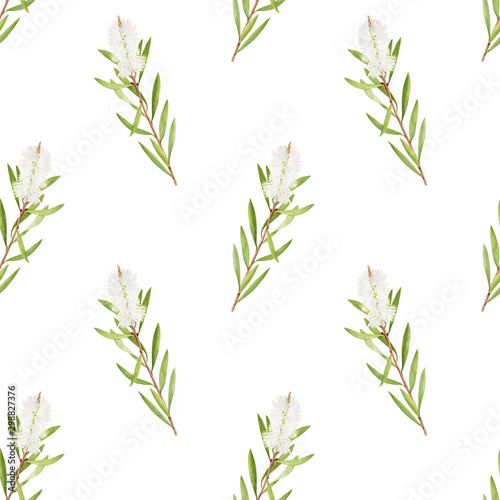 Watercolor tea tree leaves  flower seamless pattern. Hand drawn botanical illustration of Melaleuca. Green medicinal plant isolated on white background. Herbs for cosmetics  package  textile