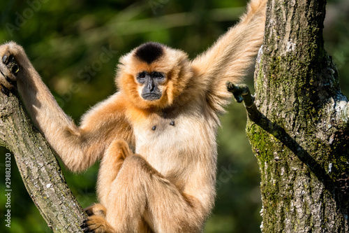 Gibbon hält sich in einer Astgabel fest