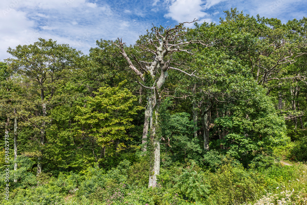 アメリカ、シェナンドー国立公園
