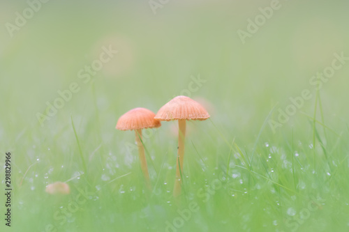 Tiny mushrooms in the grass on an autumn day