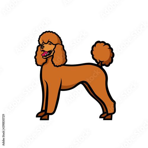 Poodle dog - isolated vector illustration