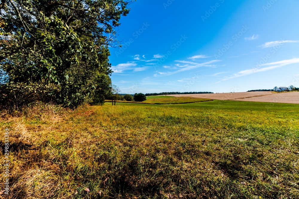 tree in the field