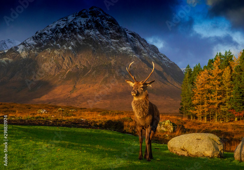 Red deer stag, kingshouse hotel, Glencoe, lochaber, highlands, scotland, uk. photo
