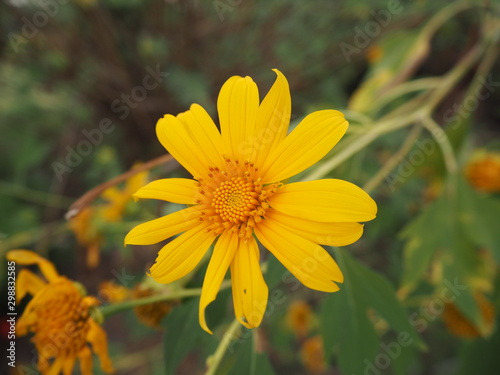 Closeup Yellow Marigold Flower