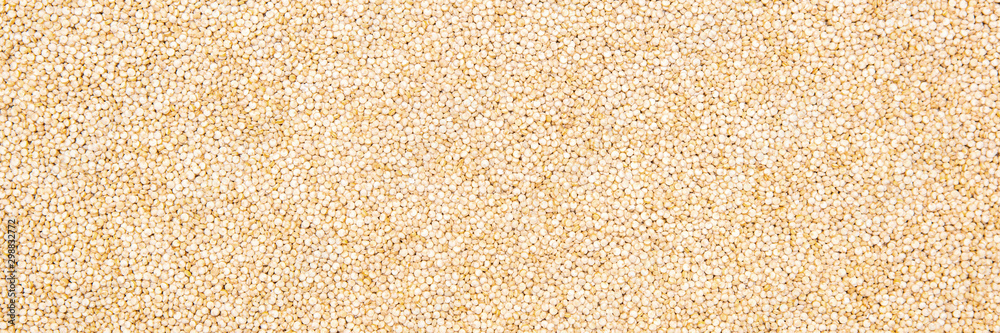 Panorama, raw and uncooked quinoa seeds background Panorama, raw and uncooked quinoa seeds background
