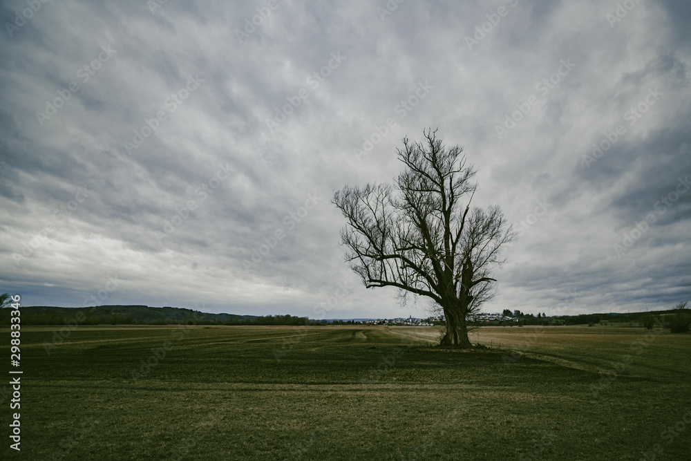 Fototapeta premium baum auf feld vor bewölktem himmel, herbststimmung