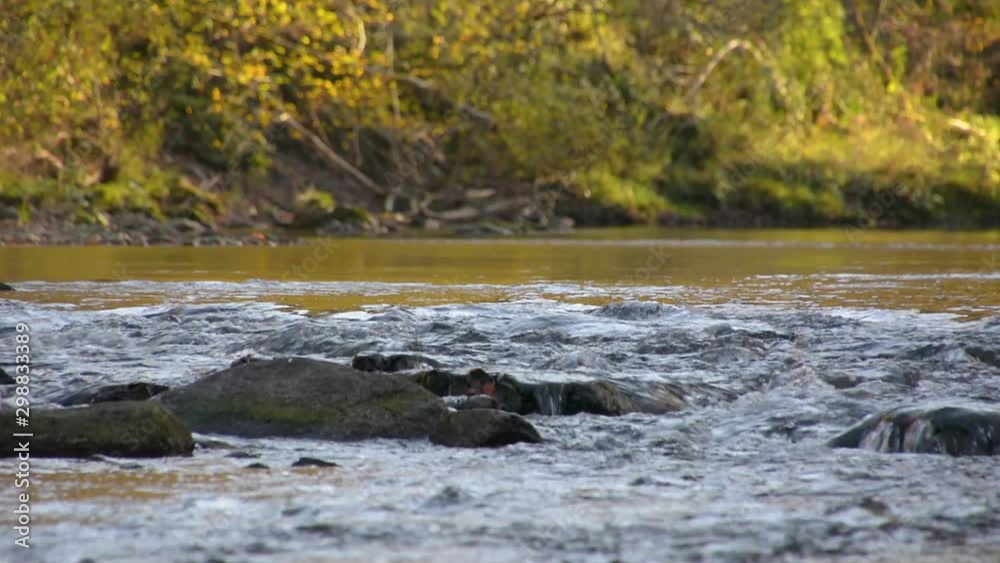 Low angle small pristine river flowing downstream between forest Low angle small pristine river flowing downstream between forest