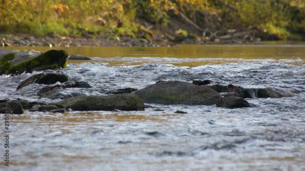Low angle small pristine river flowing downstream between forest Low angle small pristine river flowing downstream between forest