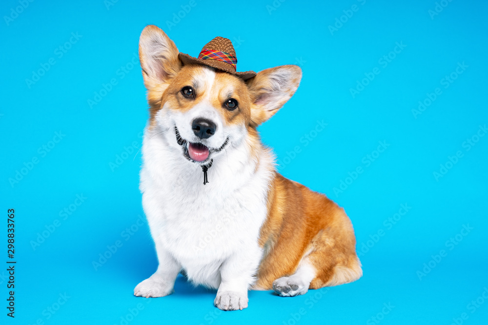 Full view welsh corgi pembroke with cowboy hat sitting on a blue background