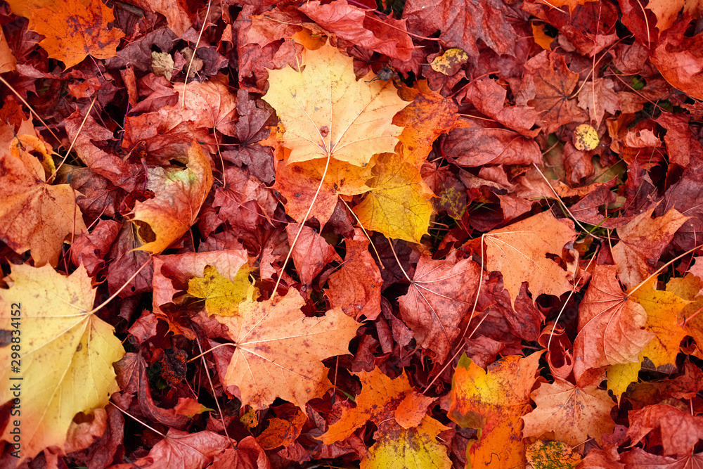 Fallen foliage autumn background. Red and yellow color maple leaves