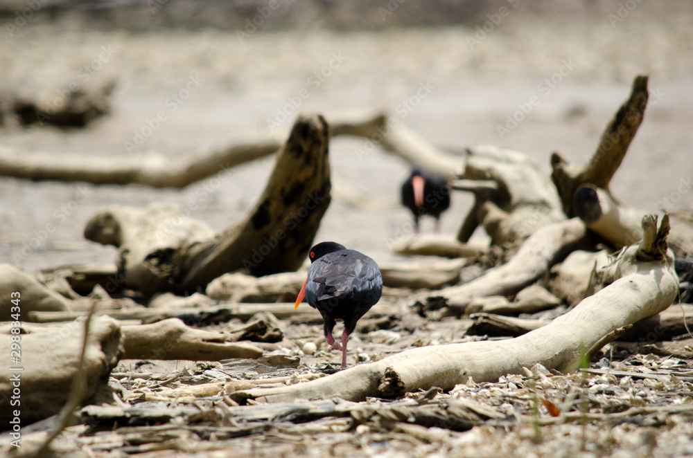 Fototapeta premium oystercatcher