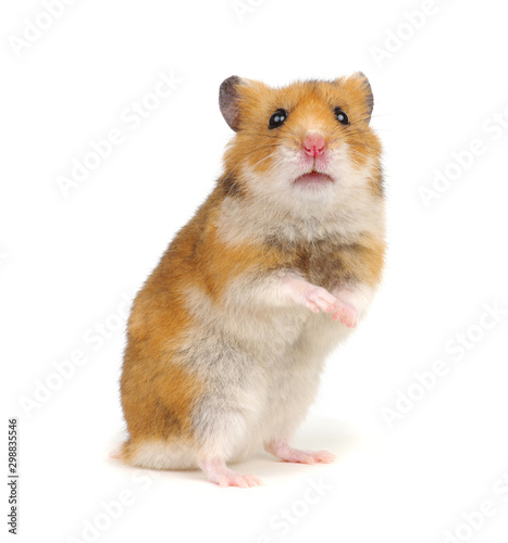 Hamster standing on its hind legs isolated on white