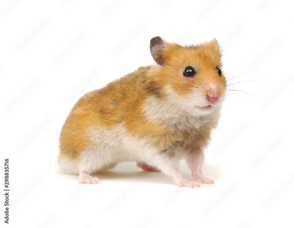 Cute funny syrian hamster on white Stock Photo | Adobe Stock