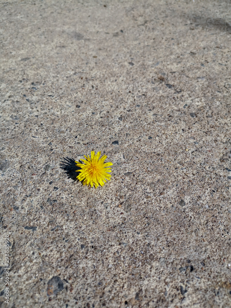 a small yellow dandelion flower lies in the middle of the road casting a little shadow a small yellow dandelion flower lies in the middle of the road casting a little shadow