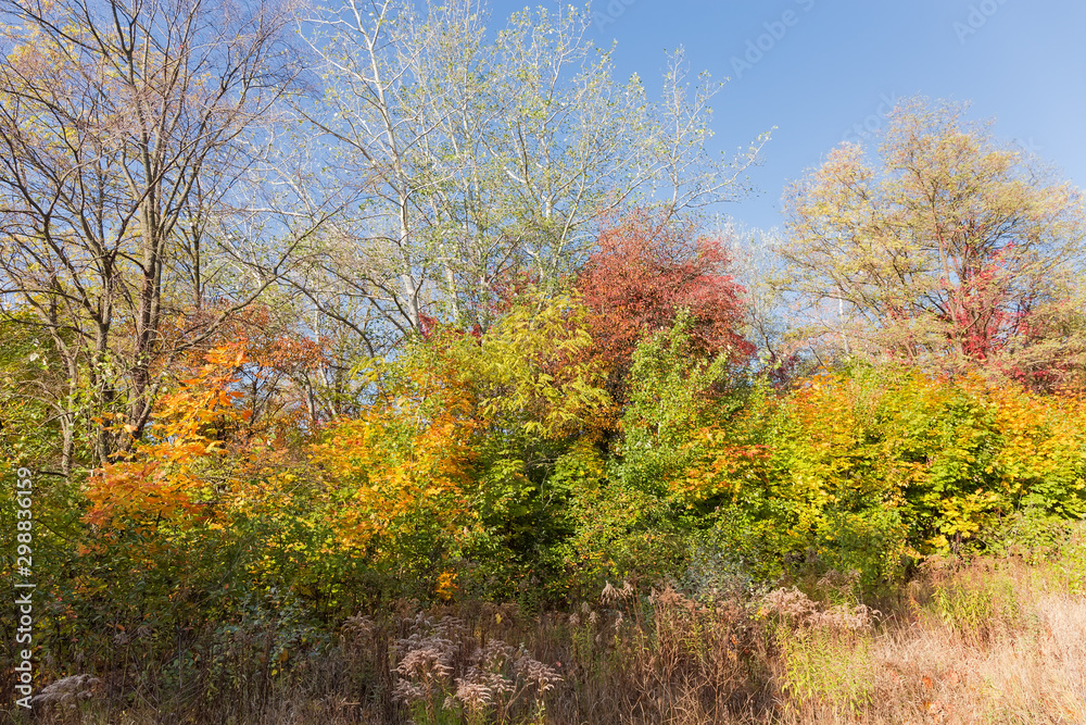 Deciduous trees and shrubs with autumn varicolored leaves