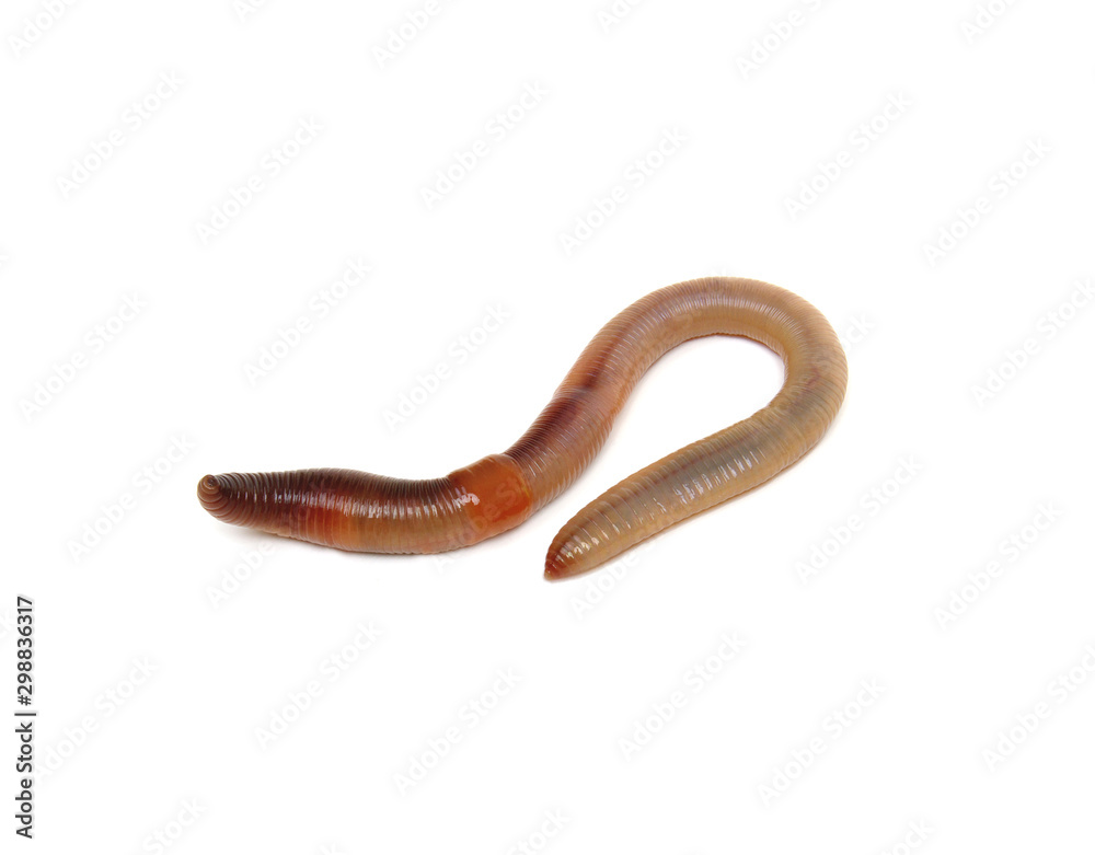 animal earth worm isolated on white animal earth worm isolated on white