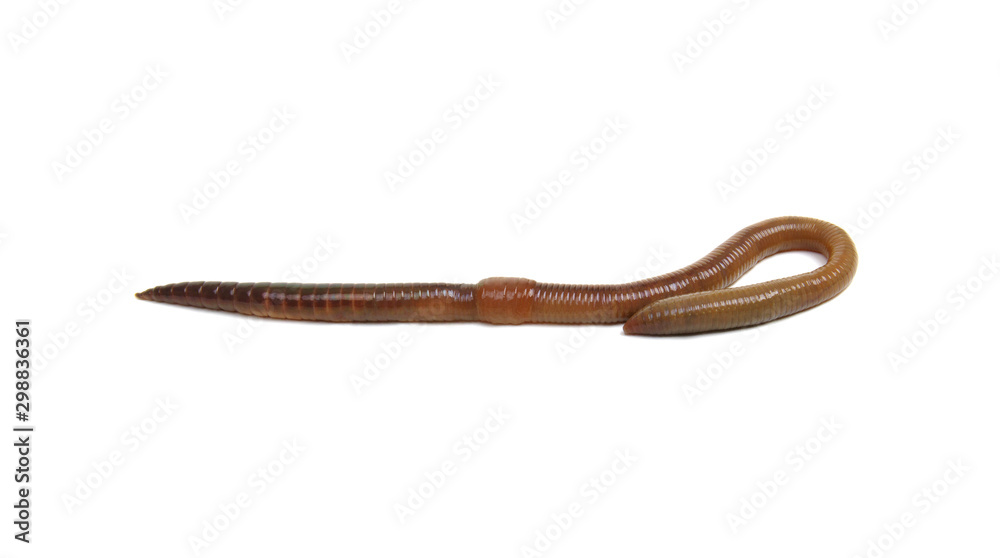 animal earth worm isolated on white animal earth worm isolated on white