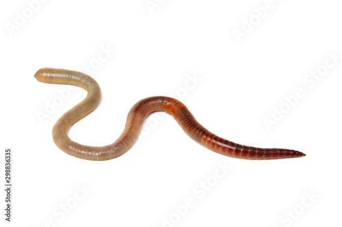 worm isolated on white background