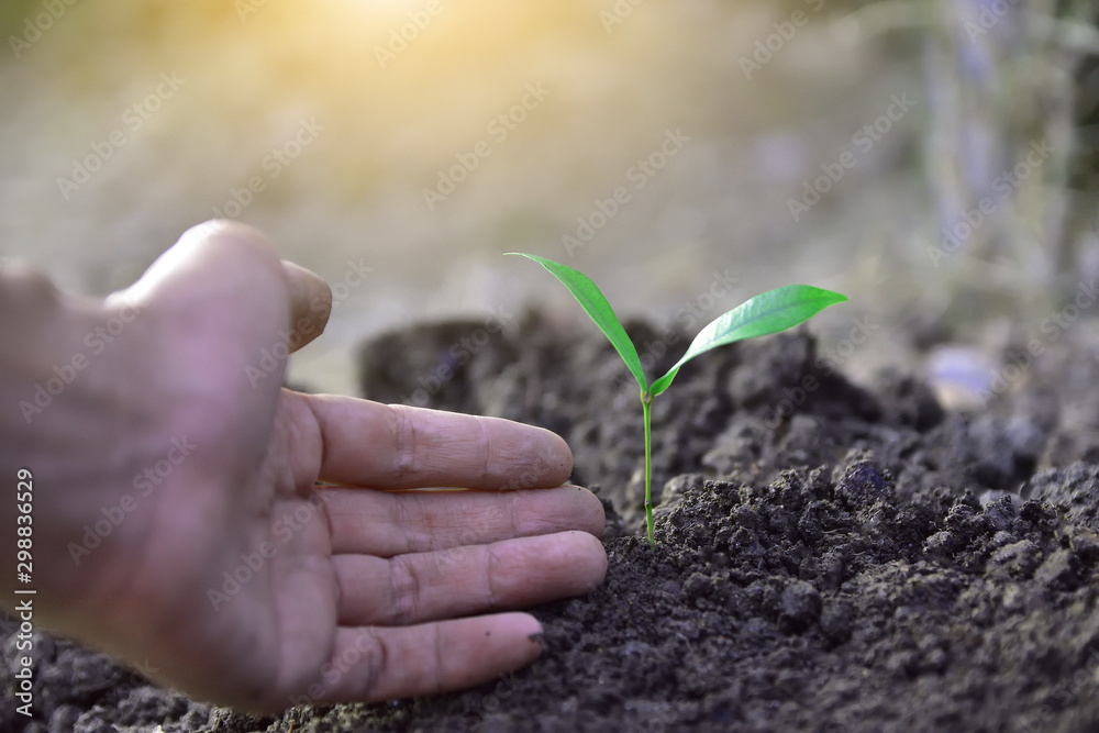 Fototapeta premium People are holding tree seedlings in their hands to prepare trees for planting and growing.