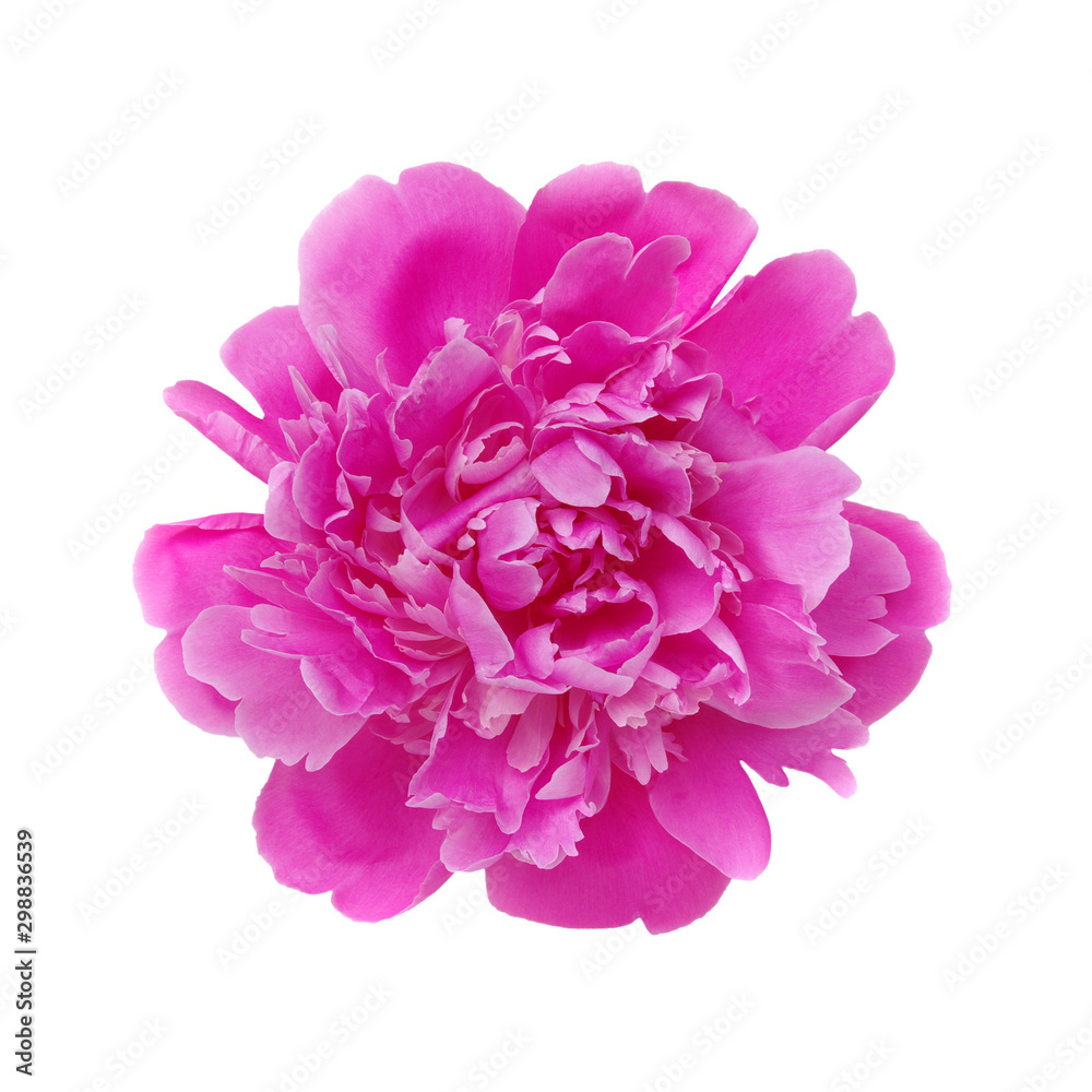 Peony flower isolated on white Peony flower isolated on white