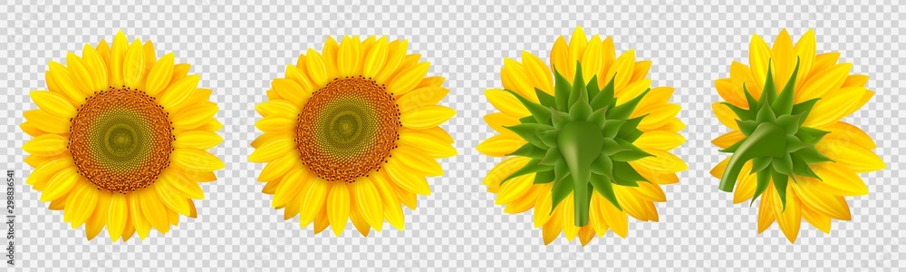 Blooming sunflower. Realistic vector sunflowers isolated on transparent background. Illustration sunflower flora, floral blossom flower realistic - obrazy, fototapety, plakaty 
