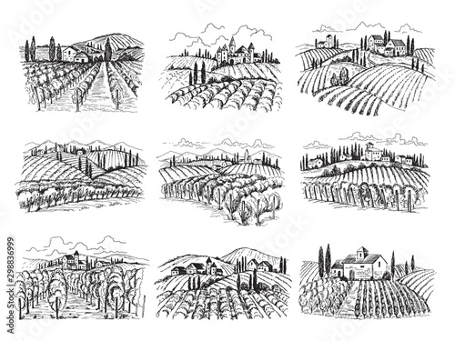 Vineyard landscape. Farm grape fields with houses agricultural hand drawn vector illustrations. Farm vineyard, landscape field agriculture photo