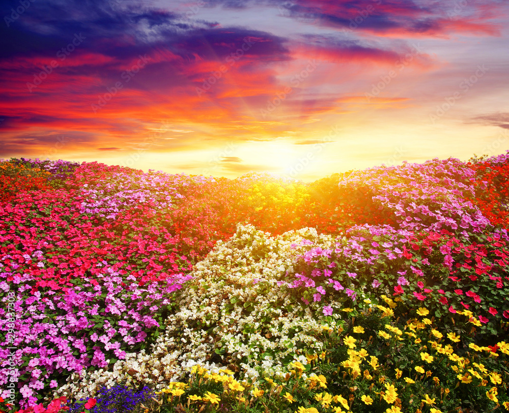 Fototapeta premium flower field with sunlight