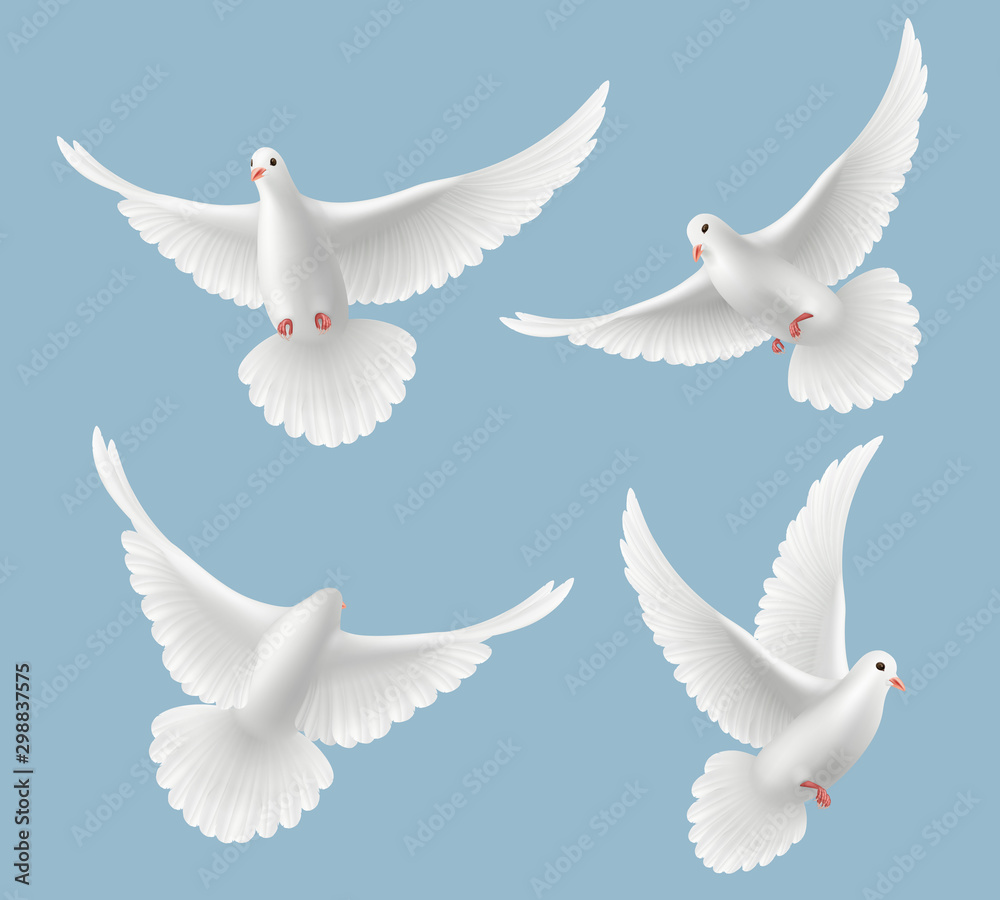White pigeons. Dove love flying birds in sky symbols of freedom and wedding vector realistic pictures. Pigeon bird, dove freedom fly illustration