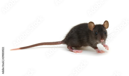 Black rat isolated on white