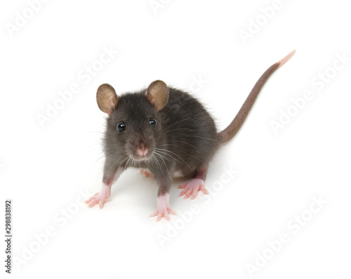 Funny young rat isolated on white. © Alekss