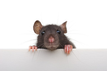 Funny rat isolated on white background.