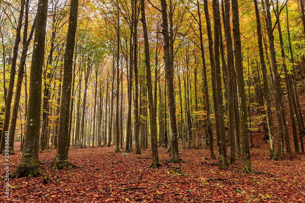 Inside a forest in autumn, a carpet of leaves