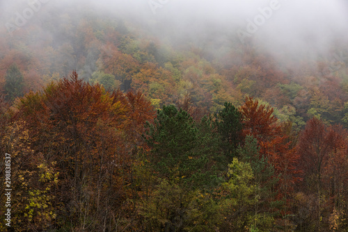 The forest in wet autumn day, low Clouds and fog among the trees