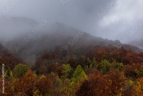 The forest in wet autumn day, low Clouds and fog among the trees