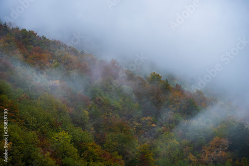 The woods in wet autumn day, low Clouds and fog among the trees